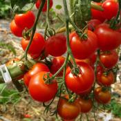 Plant Tomate Cerise Rouge Zuckertaube bio