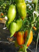 Plant Tomate Ancienne Cornue Andine bio (Precommande)