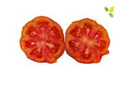 Plant Tomate Marmande Maraicher bio