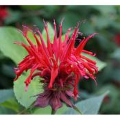 Plant de Monarde Didyma Bio