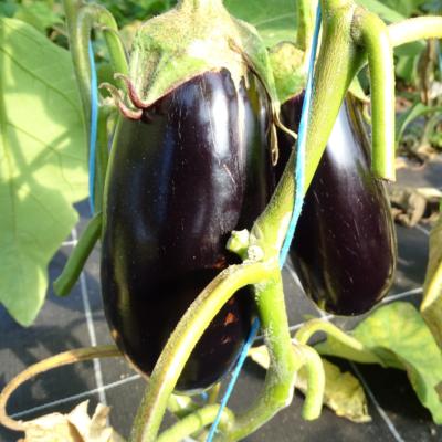 Plant d'aubergine violette Shakira F1 Maraicher bio