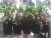 Plant Betterave Rouge Bio - Barquette de 10 mottes | Magasin Pro