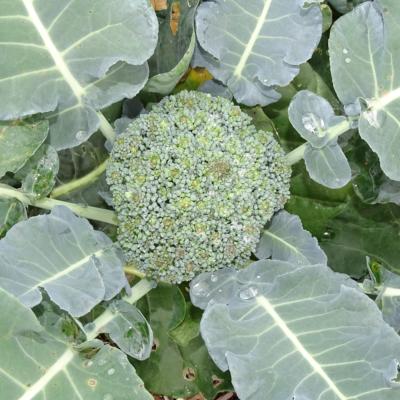 Plant Chou Brocoli Bio - Vendu à l'unité