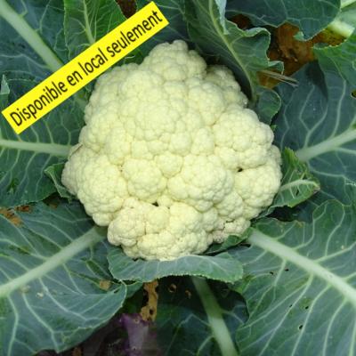 Plant Chou Fleur Bio - Barquette de 10 plants