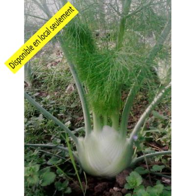 Plant Fenouil Bio - Barquette de 10 mottes
