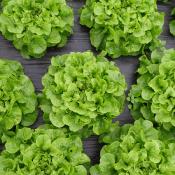 Plant Feuille Chêne Blonde Sarbacane Bio - Gamme Pro- Demi-Caisse 64 Mottes