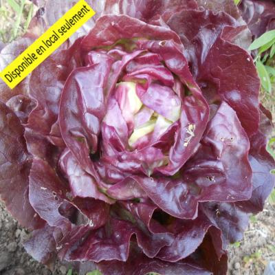 Plant Laitue rouge Bio - Barquette de 10 mottes