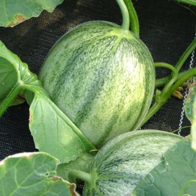 Plant melon Charentais Sucrine de Tours Maraicher Bio