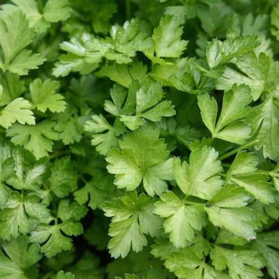 Plant Persil Géant d'Italie format Motte Maraicher Bio