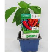 PLPPJ1 | Panache de 15 plants poivrons bio de couleurs et formes | Cooperative CABSO