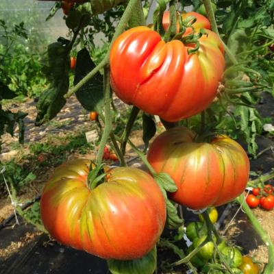 Plant Tomate Ancienne Brandywine Rouge bio (Precommande)