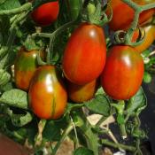 Plant Tomate Ancienne Prune Noire bio (Precommande)