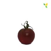 Plant Tomate Cerise Noire bio (Precommande)