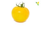 Plant Tomate Ancienne Golden Jubilee bio (Precommande)