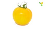 Plant Tomate Ancienne Brandywine Yellow bio (Precommande)