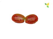 Plant Tomate Ancienne Roma bio (Precommande)