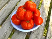 Plant Tomate Ancienne Saint Pierre bio (Precommande)