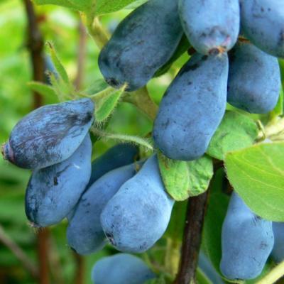 Plante Baie de Mai (Honeyberry) Bio