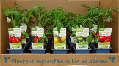 PLTOJ4 | Mélange de 15 plants tomates anciennes Bio | Cooperative CABSO