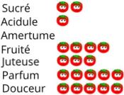 Plant Tomate Grosse Russe maraicher bio