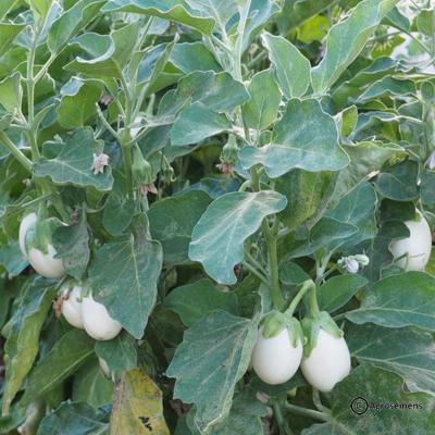 Plant d'aubergine Blanche Oeuf bio (Precommande)