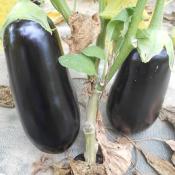 Plant d'aubergine violette Black Pearl F1 Maraicher bio