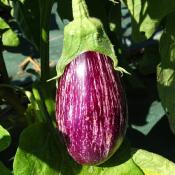 Plant d'aubergine striée Rioca F1 Maraicher bio