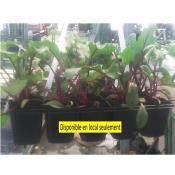 Plant Betterave Rouge Bio - Barquette de 10 mottes