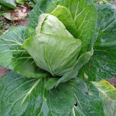 Plant Chou Cabus Pointu Bio - Barquette de 10 plants