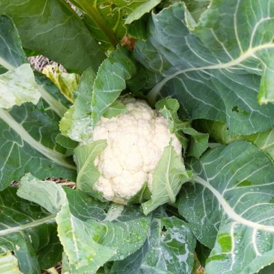 Plant Chou-Fleur Snowball Bio - Gamme Pro - Caisse 120 Mottes