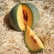 Plant melon Petit Gris de Rennes Bio (Precommande]