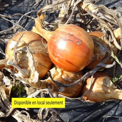 Plant Oignon jaune Bio - Barquette de 10 mottes