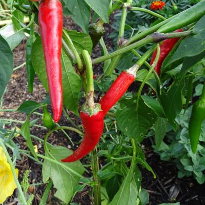 Plant Piment de Cayenne bio (Precommande]