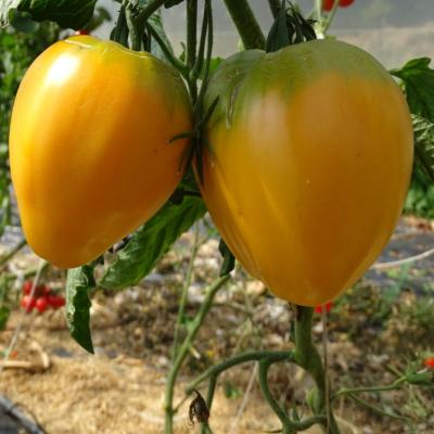 Plant Tomate Coeur de Boeuf Orange bio (Precommande)
