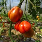 Plant Tomate Ancienne Liguria maraicher bio