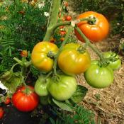 Plant Tomate Ancienne Merveille des Marchés bio (Precommande)