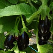 Plant d'aubergine violette Amalia F1 Maraicher bio
