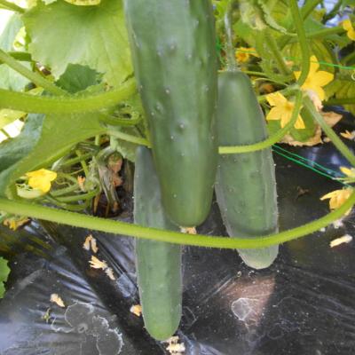 Plant de Concombre Court Tirano F1 Maraicher bio