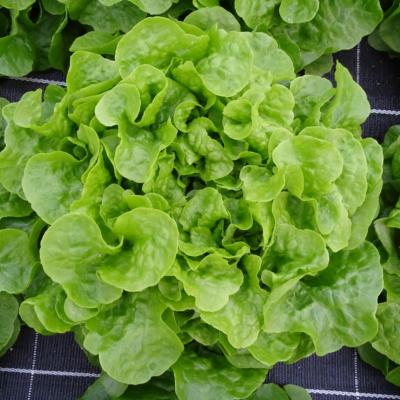 Plant Feuille Chêne Blonde Sarbacane Bio - Gamme Pro- Demi-Caisse 64 Mottes