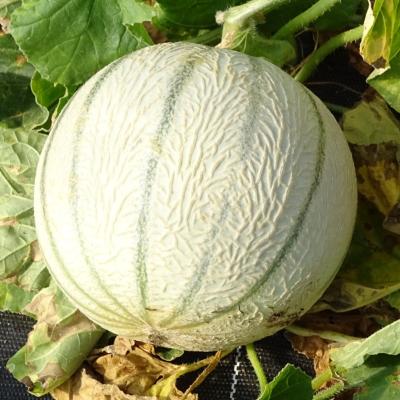 Plant melon Charentais type écrit Tonga F1 Maracher Bio