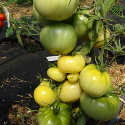 Plant Tomate Ancienne Beauté Blanche bio (Precommande)