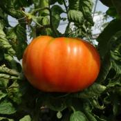 Plant Tomate Beefsteak Maraicher bio