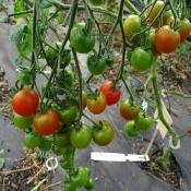 Plant Tomate Cerise Rouge Maraicher bio