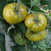 Plant Tomate Ancienne Verte Evergreen bio (Precommande)