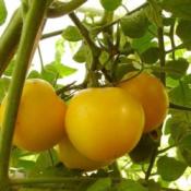 Plant Tomate Ancienne Reine d'Or bio