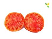 Plant Tomate Cuor di Bue (Coeur de Boeuf) Rouge bio (Precommande)