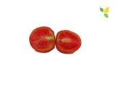 Plant Tomate Ancienne Monda Montfavet bio (Precommande)