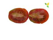 Plant Tomate Ancienne Prune Noire bio (Precommande)