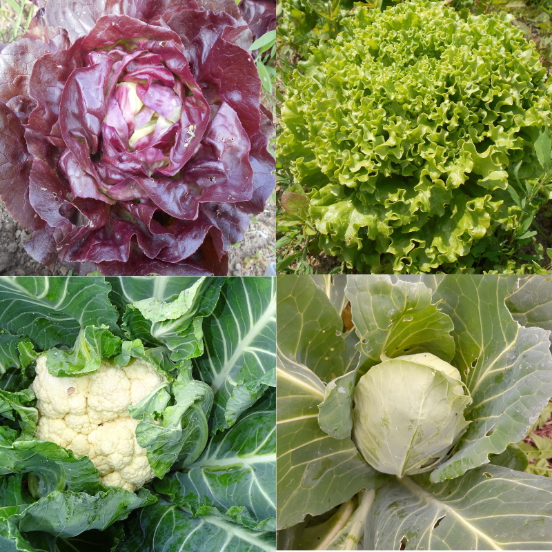 plant-salade-chou-mesclun-jeunes-pousses-jardinier-bio