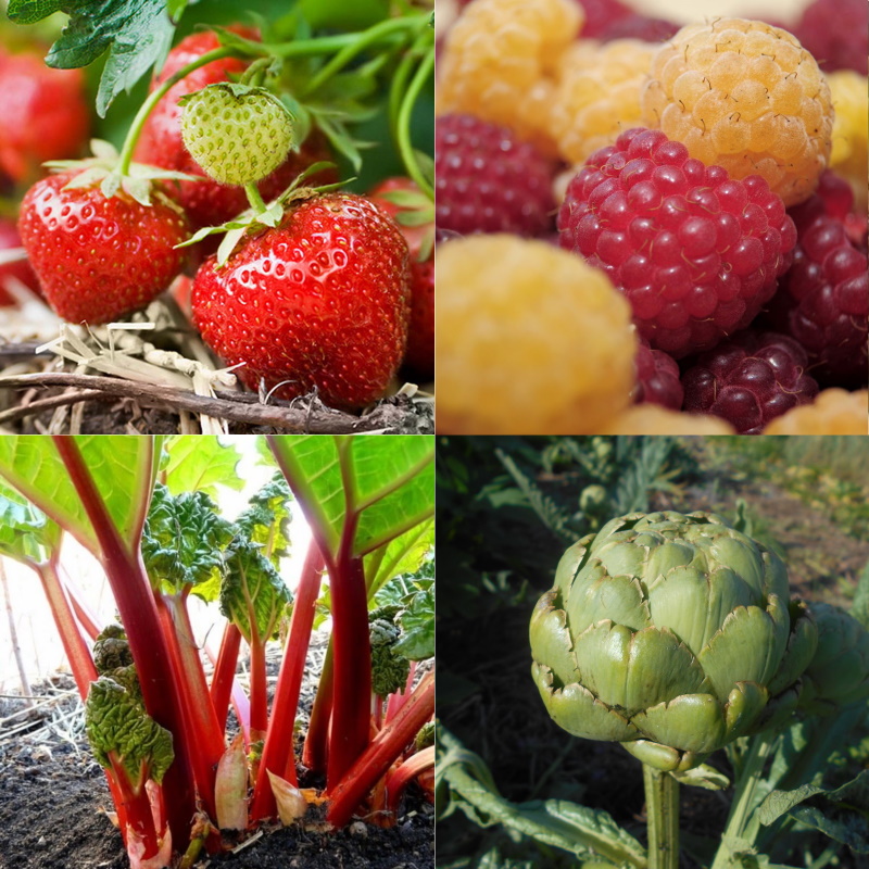 plant-vivace-et-petit-fruits-bio